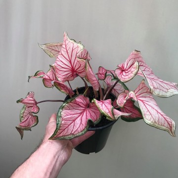 Caladium Florida Sweetheart 01 - Special Plants - nelumbogarden