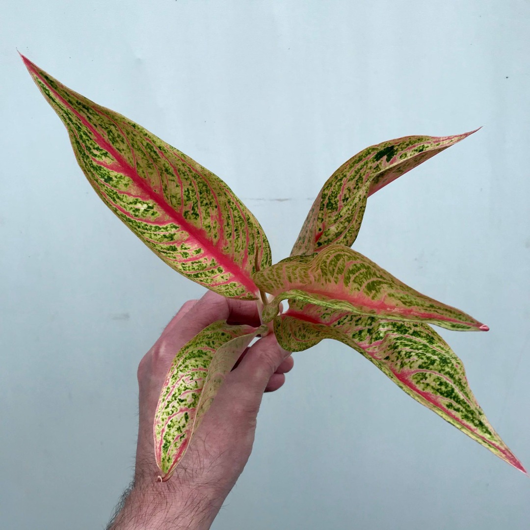  Aglaonema Legacy  Cutting Special Plants nelumbogarden