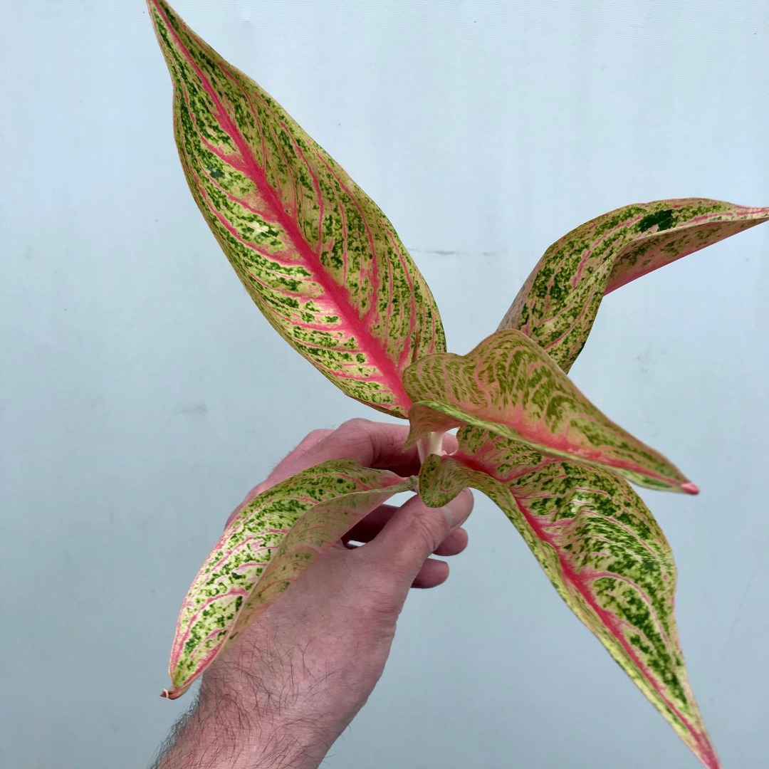  Aglaonema Legacy  Cutting Special Plants nelumbogarden