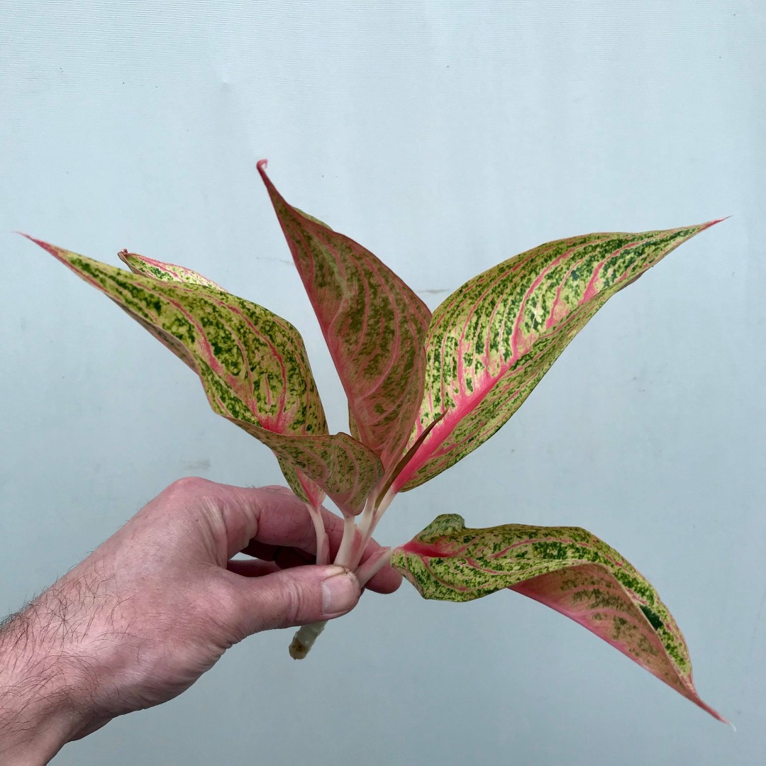  Aglaonema Legacy  Cutting Special Plants nelumbogarden