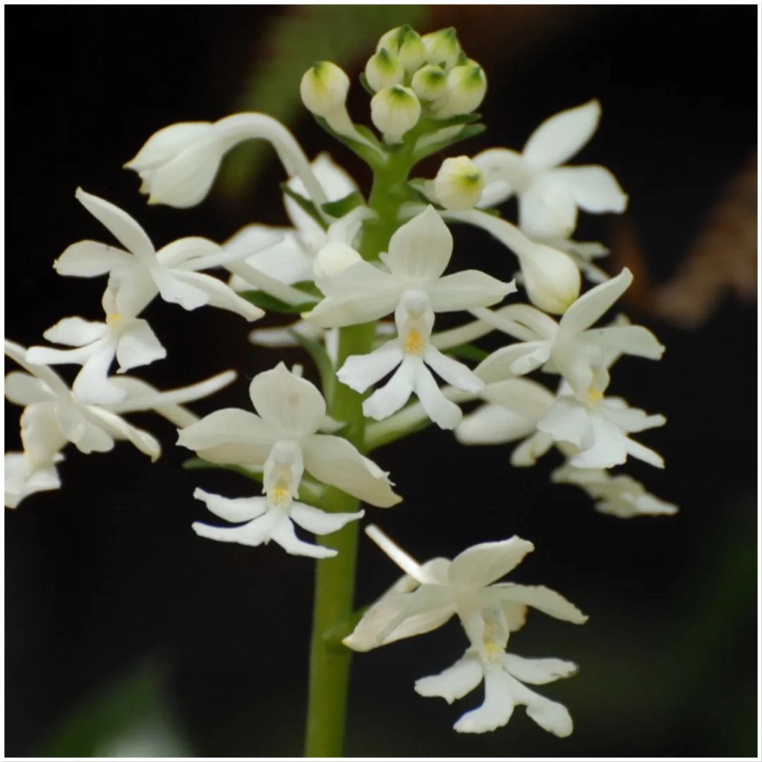 Calanthe discount