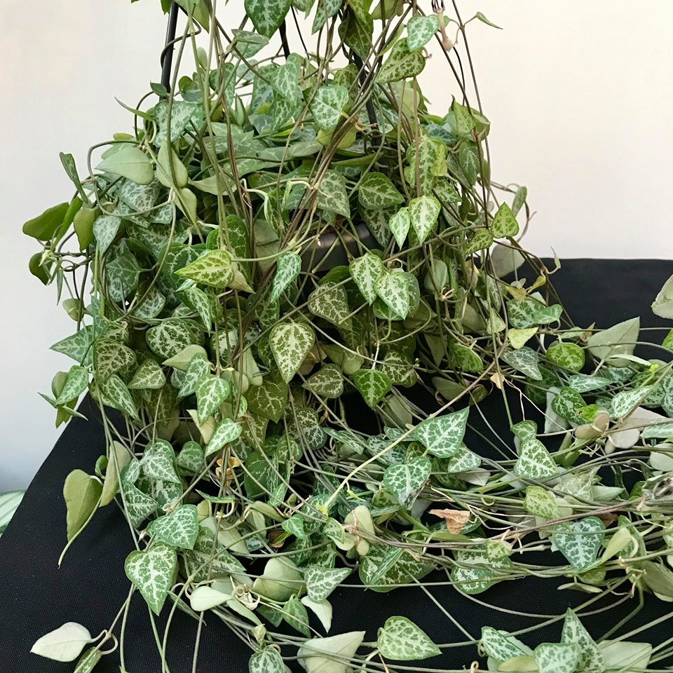 string of spades flowers string of spades flowers