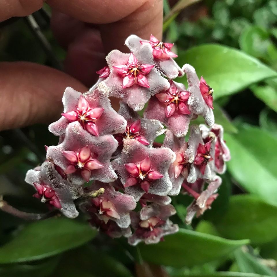 hoya pubicalyx red plants special