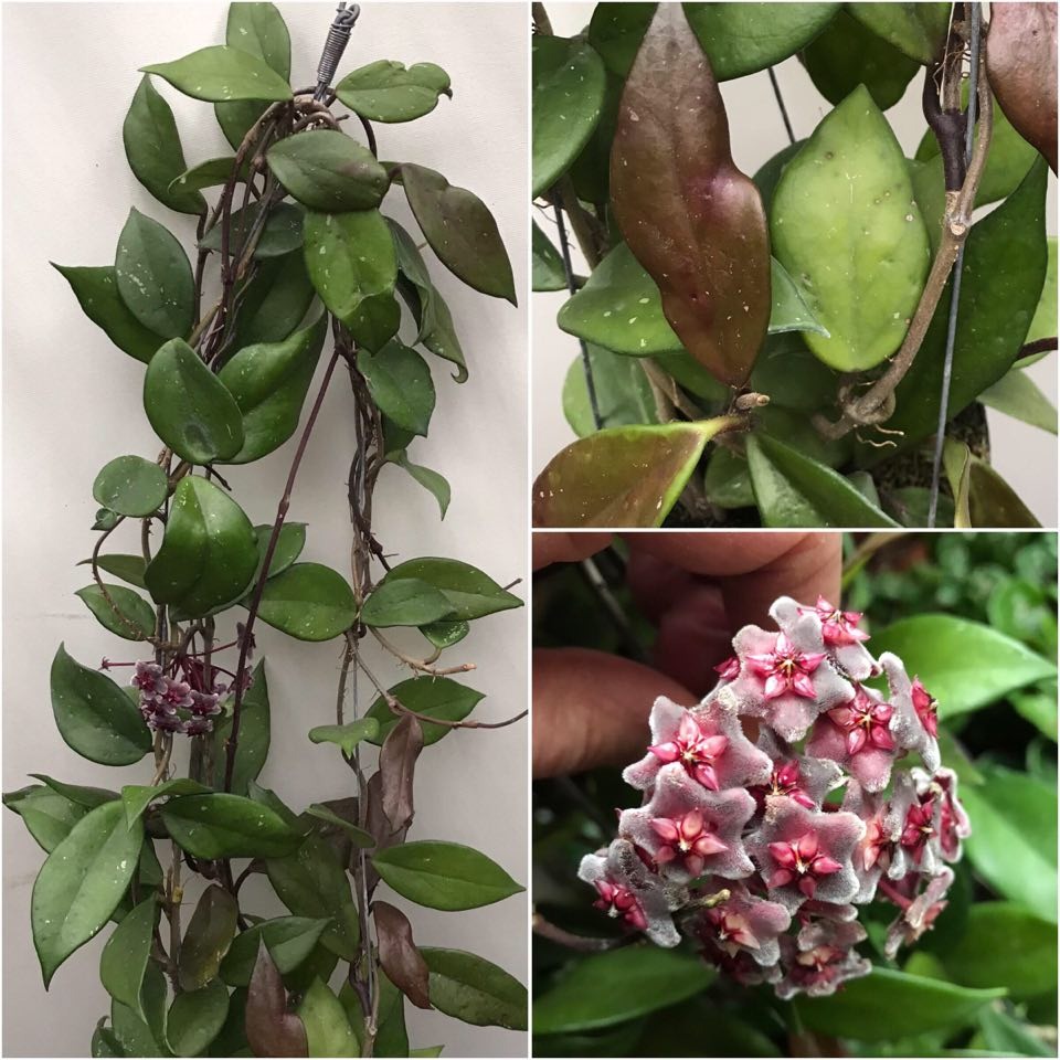 hoya red pubicalyx plants special